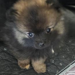 Nova Wolf - Wolf sable female Pomeranian puppy in El Centro, California from BabyBooPoms