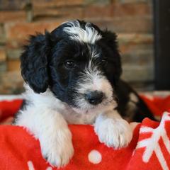 Dasher - Bordoodle puppy from Indiana Bordoodles
