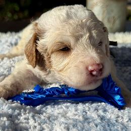 Blaze - Cream male Poodle puppy in Lakeland, Florida from Gulfside Poodles