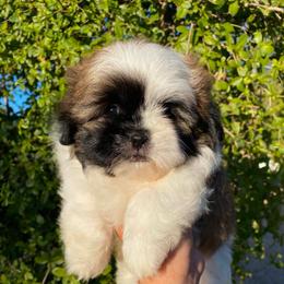 Butterball - Tricolor female Shih Tzu puppy in Azusa, California from RJ Shih Tzu lover