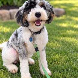 Pepper - Bernedoodle