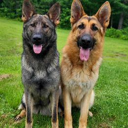Belgian Tervuren and German Shepherds from Pine State Shepherds