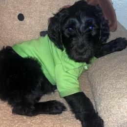 Seth - Black male Goldendoodle puppy in Fort Hood, Texas from Davis Doodles