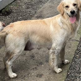 Ellie Mar - Golden Retriever