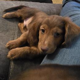 Buckey - Chocolate and tan male Dachshund puppy in Cottonwood, Arizona from Ohana Mini Dachs