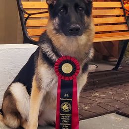 German Shepherds from Drivetrain German Shepherds