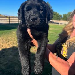 Labrador Retriever Puppies from Blue Line Labradors