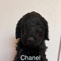 Schnoodle Puppies from Gooch Canines (Giant Schnoodles)