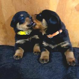 Border Collie and Rottweiler Puppies from K&R RANCH KENNELS