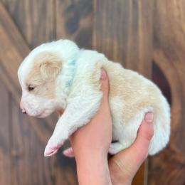 Skywalker - White female Old Time Scotch Collie puppy in Mars Hill, North Carolina from Brambly Mountain Farm