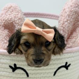 Felicity (happiness, good fortune) - Cream female Dachshund puppy in Murfreesboro, Tennessee from Kimbrie's Dream Cream Doxies