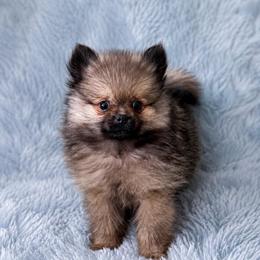 Maverick - Wolf sable male Pomeranian puppy in Effort, Pennsylvania from Pomeranian Puppies