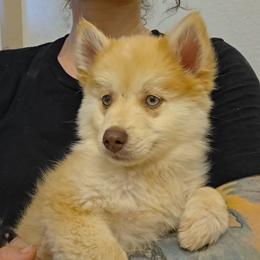Elm - Red and white male Pomsky puppy in Weir, Texas from Bluebonnet Pomskies