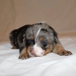 Derringer - Blue female Australian Cattle Dog puppy in Willamina, Oregon from Cherished Chihuahuas
