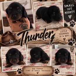 Thunder - Black and tan male Dachshund puppy in Hobbs, New Mexico from NM Doxie Dugout