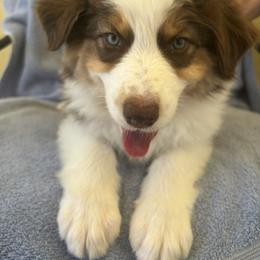 Australian Shepherd Puppies from Al Sira Australian Shepherds