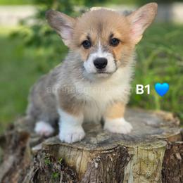 B1 - Red male Pembroke Welsh Corgi puppy in Jacksonville, Texas from ArmnalegRanch LLC