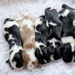 Cavalier King Charles Spaniel and Dachshund Puppies from Irresistible Dachshunds & Cavalier King Charles Spaniel