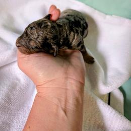 Boy 4 - Merle male Cavapoo puppy in Sparta, Missouri from Sis' Doodles & Poodles