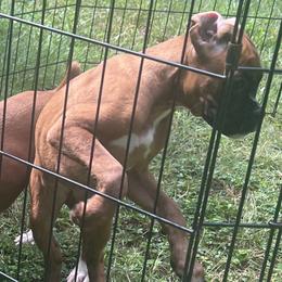Boxer Puppies from Shaddai Kennels