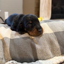 Yellow Collared Girl - Black and tan female Dachshund puppy in Wray, Georgia from Cotton Hill Dachshunds