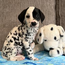 Rubble - White and black male Dalmatian puppy in Newfoundland, Pennsylvania from Poconopaws