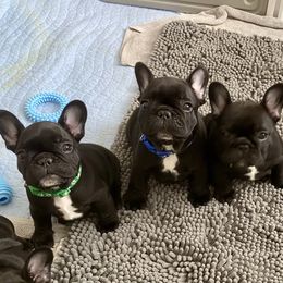 French Bulldog Puppies from Diamond Shores French Bulldogs
