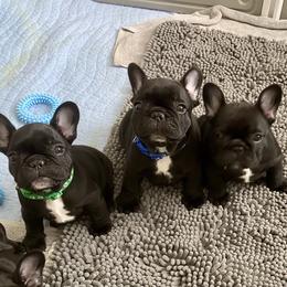 French Bulldog Puppies from Diamond Shores French Bulldogs
