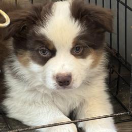 Teller - Red tri-color male Miniature American Shepherd puppy in Spring Valley, California from Trifecta Miniature American Shepherds