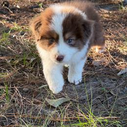 Ariel - Red tri-color female Australian Shepherd puppy in Hammond, Louisiana from Gold Ring Australian Shepherds