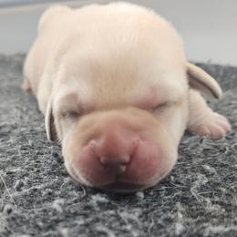 Boy 1 - Yellow male Labrador Retriever puppy in Naselle, Washington from East Deep River Farm and Labradors