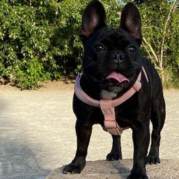 French Bulldogs from Victorian French Bulldogs