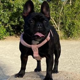 French Bulldogs from Victorian French Bulldogs
