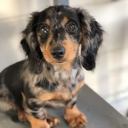 Dachshund Puppies from North Florida Delightful Dachshunds