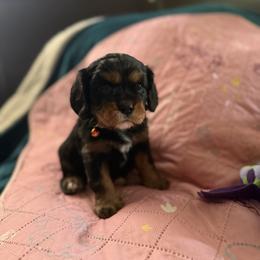 Marigold - Black and tan female Cavalier King Charles Spaniel puppy in Lawton, Oklahoma from Wild Wishes Cavaliers