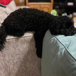 Cavapoo, Cockapoo, Goldendoodle, and Maltipoo Puppies from Perdue Puppies