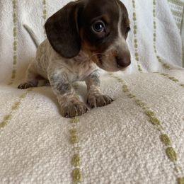 Dachshund Puppies from Destiny's Dachshunds