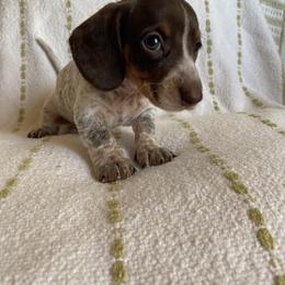 Dachshund Puppies from Destiny's Dachshunds