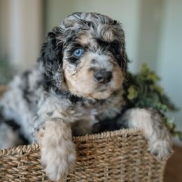 Sadie - Blue merle female Aussiedoodle puppy in Greensboro, North Carolina from Glendale Doodles