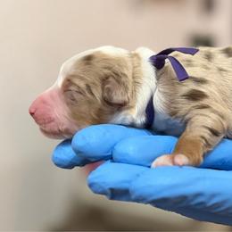 Purple collar - Red merle female Miniature American Shepherd puppy in Pueblo West, Colorado from Bear River Ranch LLC