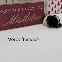 Mercy - Chocolate female Australian Labradoodle puppy in Denton, Texas from Liberty Hill Labradoodles