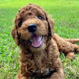 Coco - Red  male Goldendoodle puppy in Fulshear, Texas from Little Potatoes