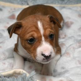 Cleo...Red Girl 4 - Red and white female Basenji puppy in Eugene, Oregon from Basenji Puppies
