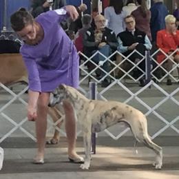 Borzoi, Brussels Griffon, and Whippet Puppies from Patti Fitzgerald