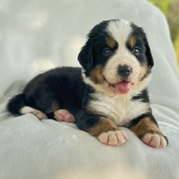 Purple Female - Black rust and white female Bernese Mountain Dog puppy in Greenwood, Delaware from A&A Greenwood Puppies