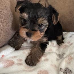 Aiden - Black and tan male Yorkshire Terrier puppy in Dexter City, Ohio from Harriman's Yorkshire Terriers