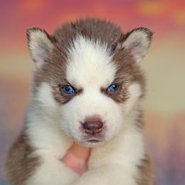 Siberian Husky Puppies from Southern Snow Dogs