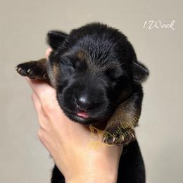 Mint Collar - Black and red male German Shepherd puppy in Orlando, Florida from AceHaven Canines
