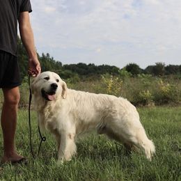 Vinni - Golden Retriever