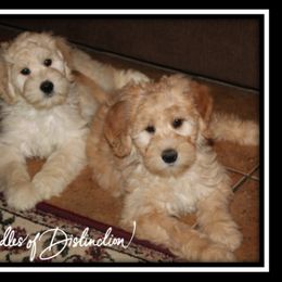 Goldendoodle Puppies from Lakeshore Doodles